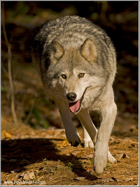 Wolf at Muskoka Wildlife Center  (captive)