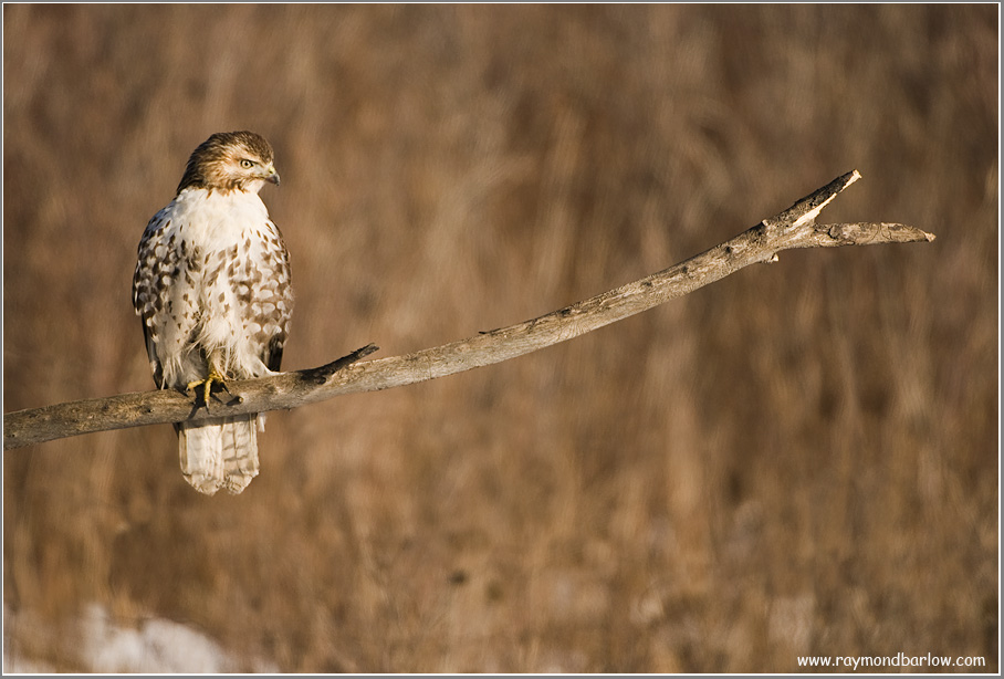 Red-tailed Hawk Hunting 221