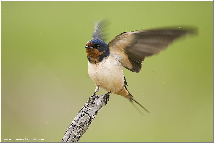 Barn Swallow Shaking off the Water