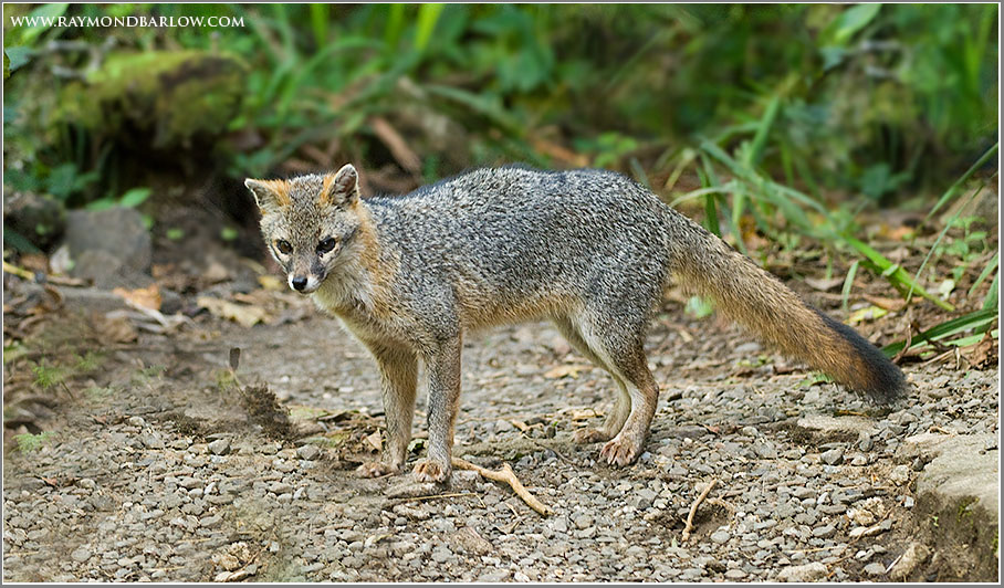 Costa Rica Fox