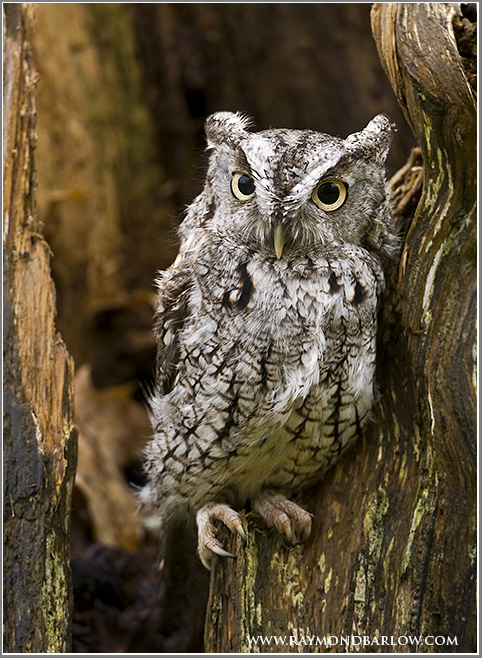 Screech Owl (captive)