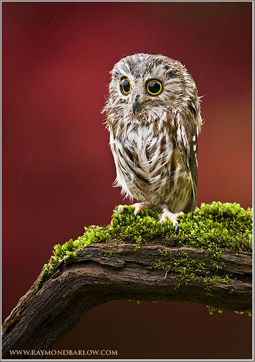 Saw-whet Owl ... Captive