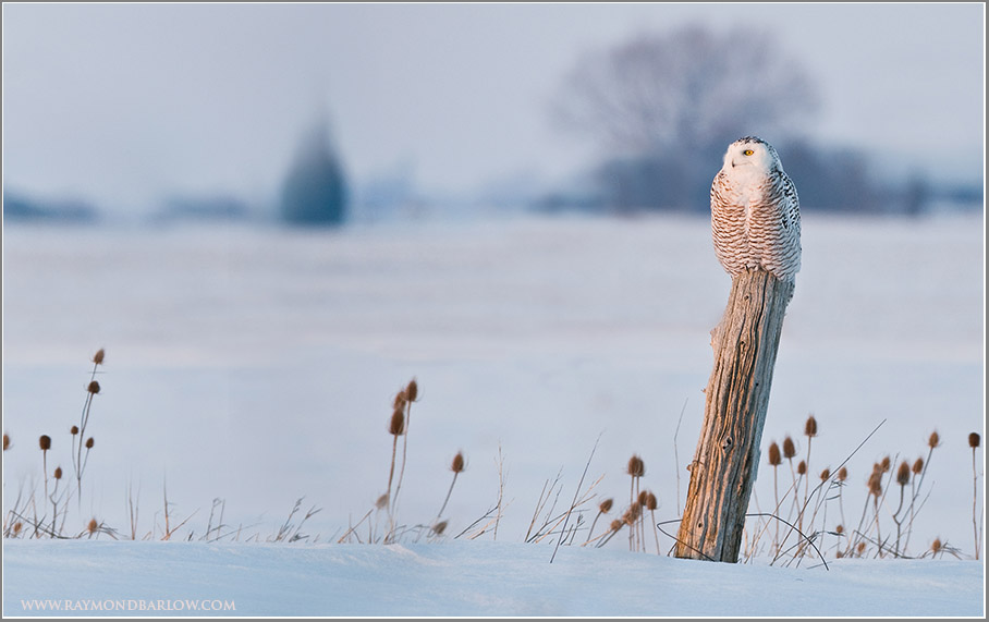 Snowy Owl on Post