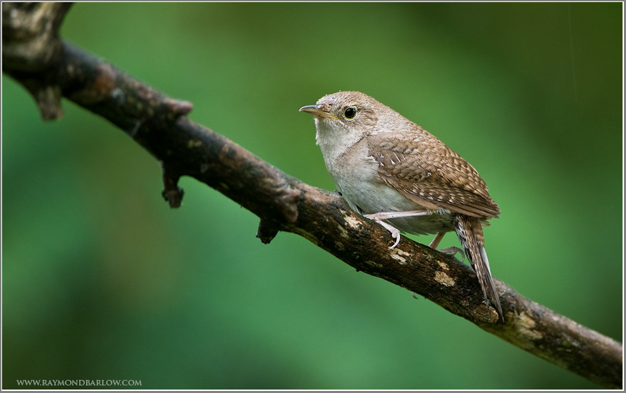 House Wren