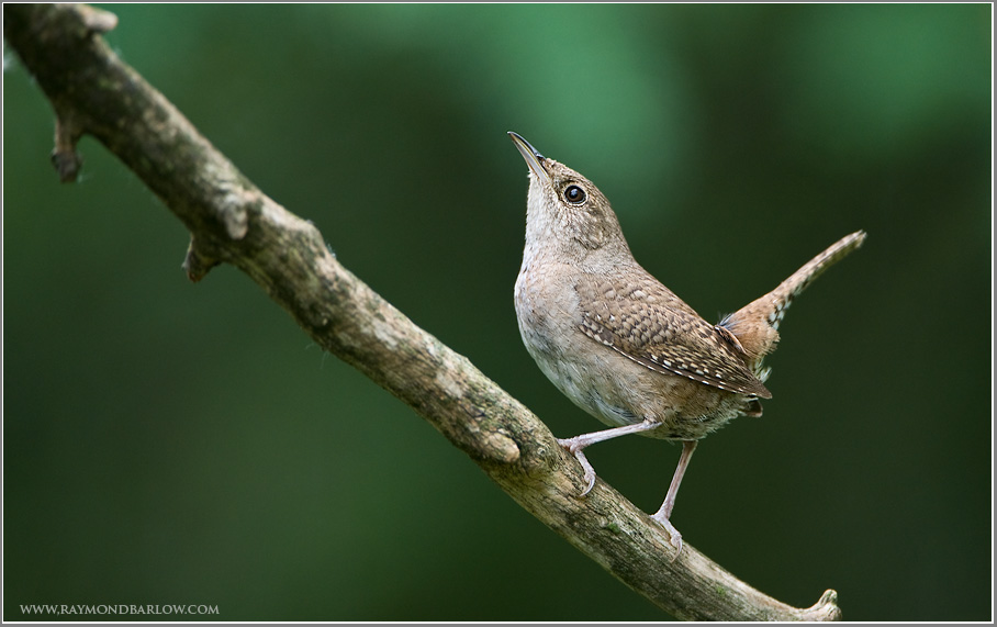 House Wren