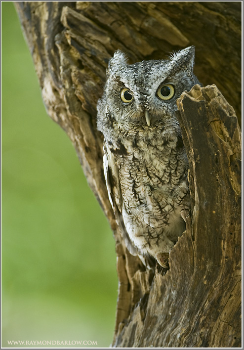 Screech owl   (captive)