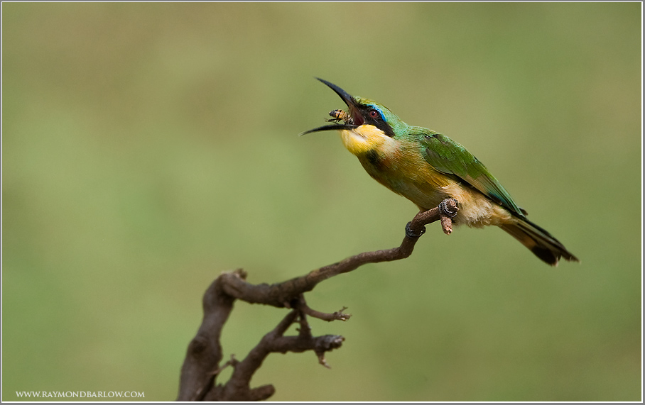 Little Bee-eater