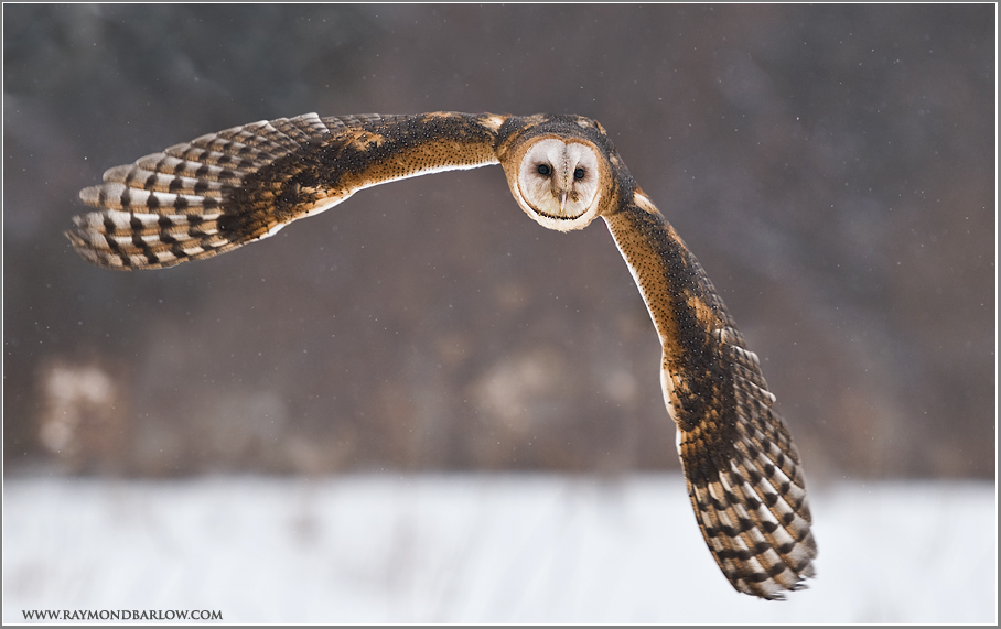 Barn Owl in Flight    (captive)