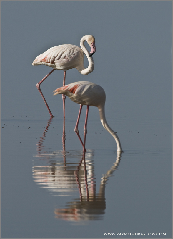 Flamingos