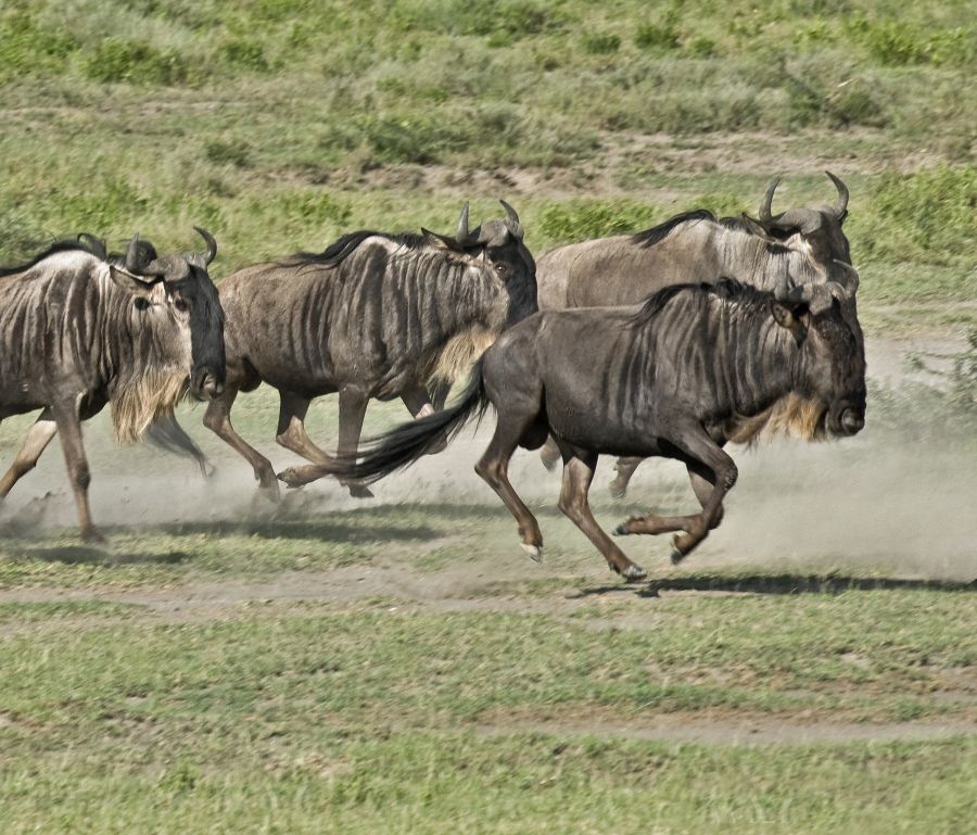 Wildebeest 