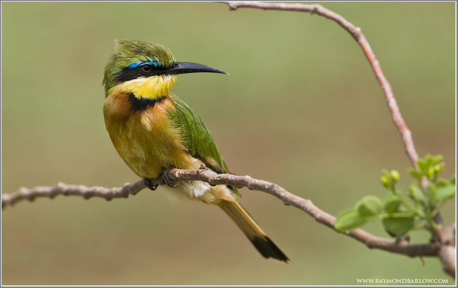 Little Bee-eater