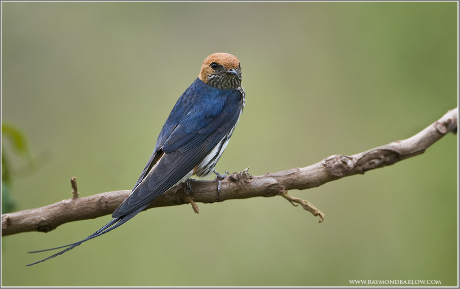 Swallow 