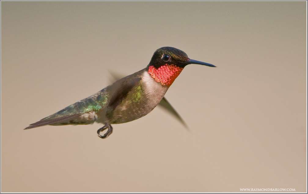 Ruby-throated Hummingbird