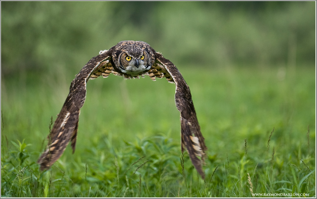 Great Horned Owl in Flight    (captive)