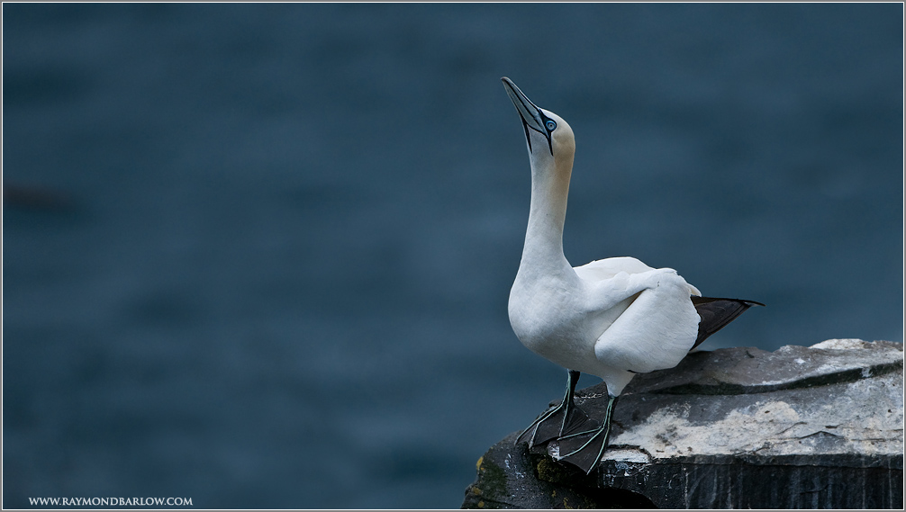 Gannet Ready to Fly