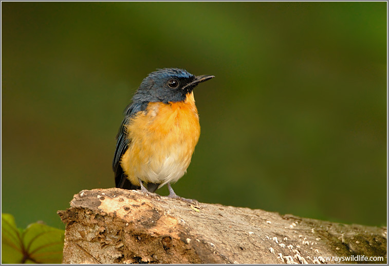 Mangrove Blue Flycatcher  re: edit