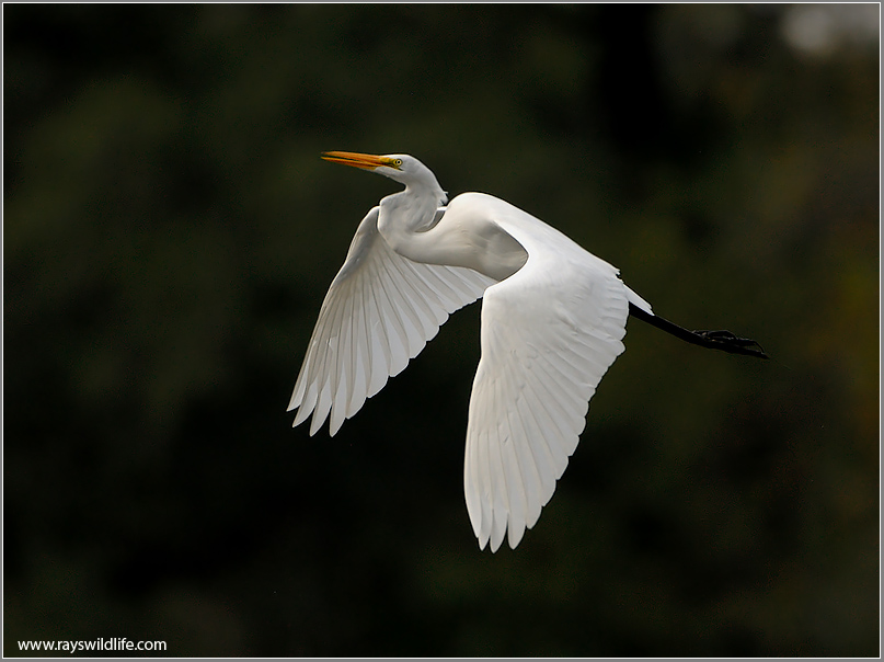 Great Egret 35