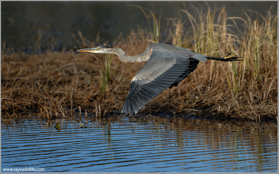 Great Blue Heron 78