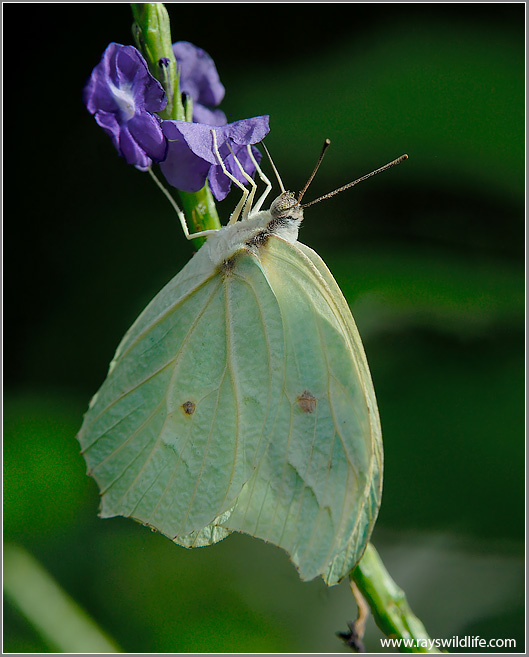 Butterfly 49