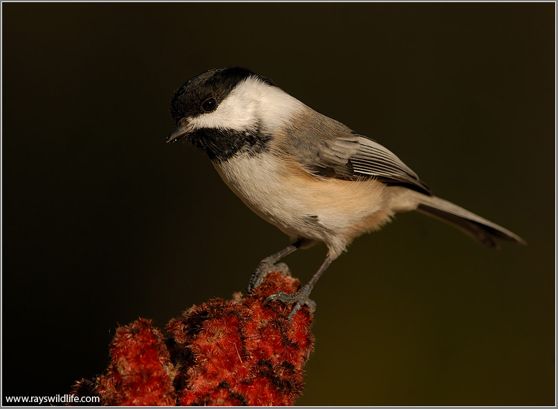 Black-capped Chickadee 11