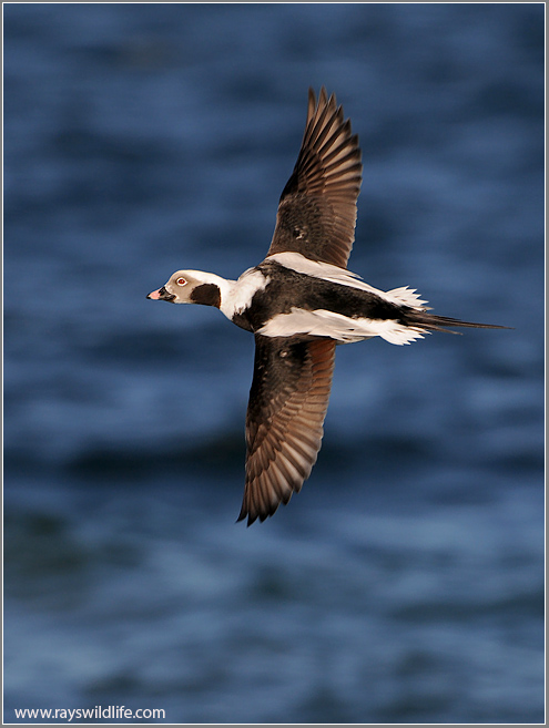 Long-tailed Duck 23