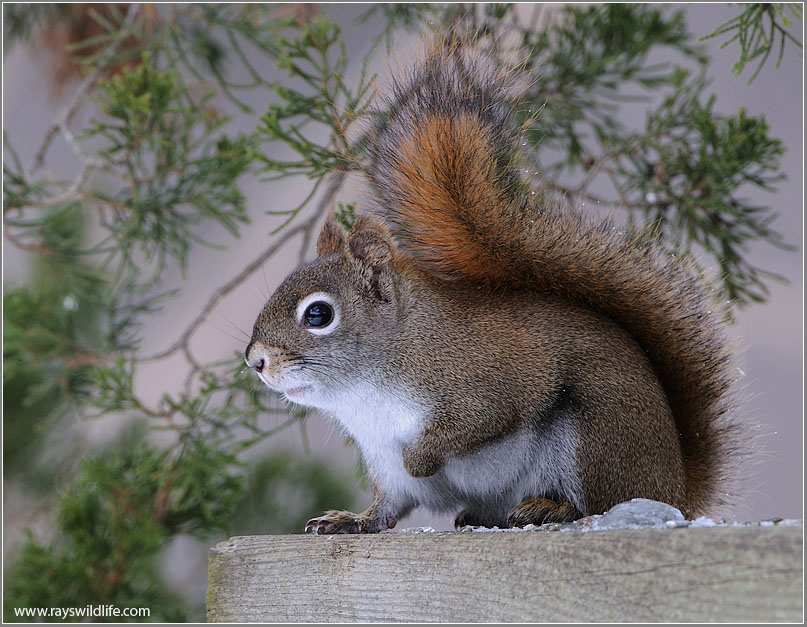 Red Squirrel