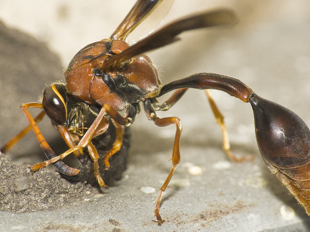 Wasp Builds a Nest