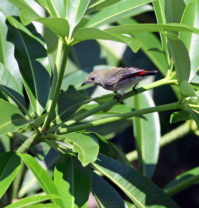 Scarlet-backed Flowerpecker, female