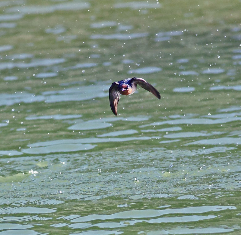 Barn Swallow