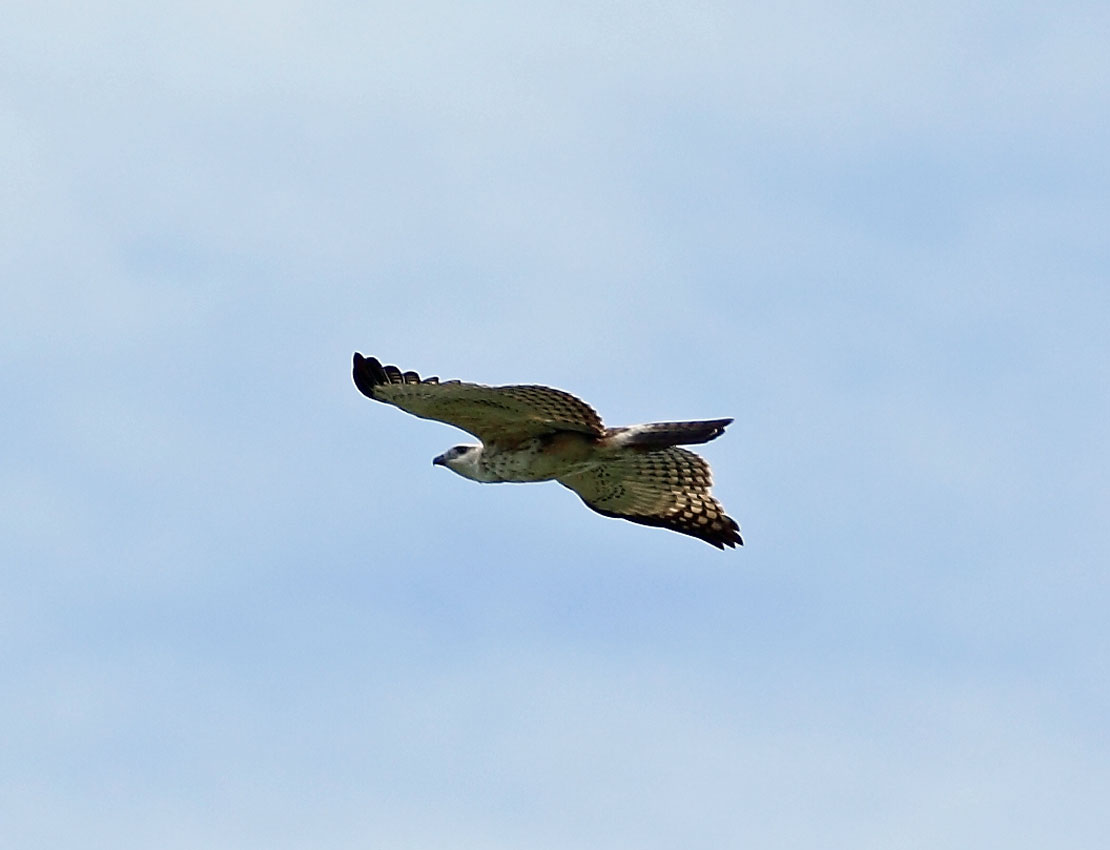 Changeable Hawk Eagle