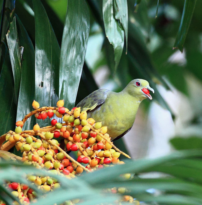Pink-necked Green Pigeon, female