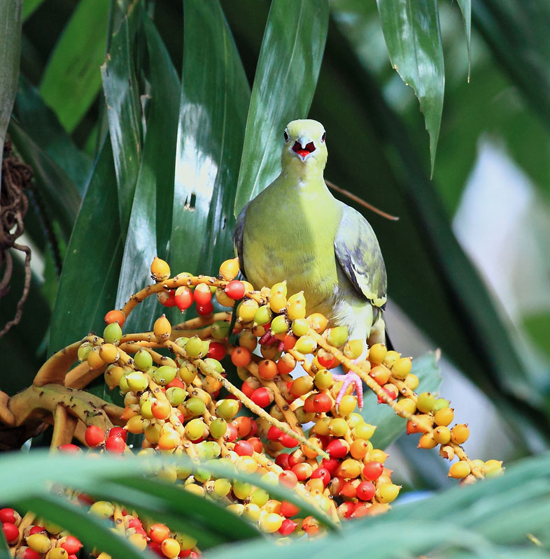 Pink-necked Green Pigeon, female