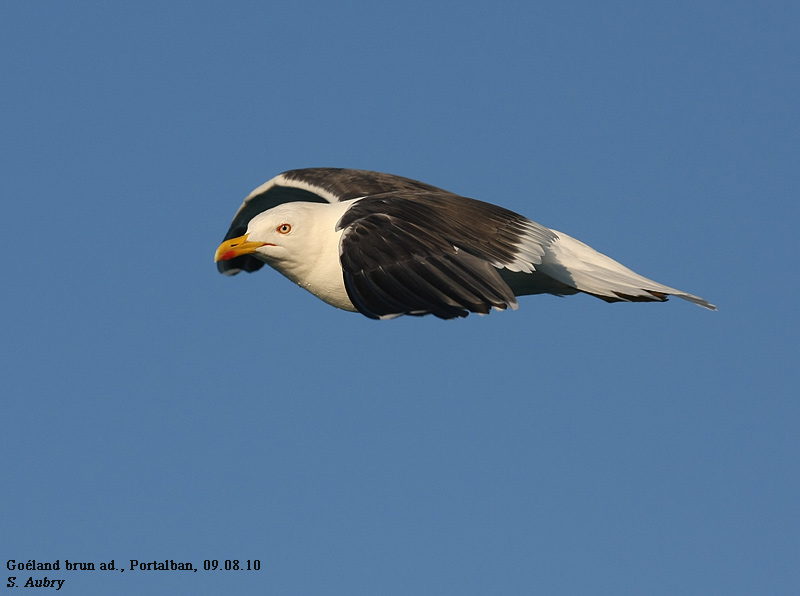 Goland brun, Larus fuscus