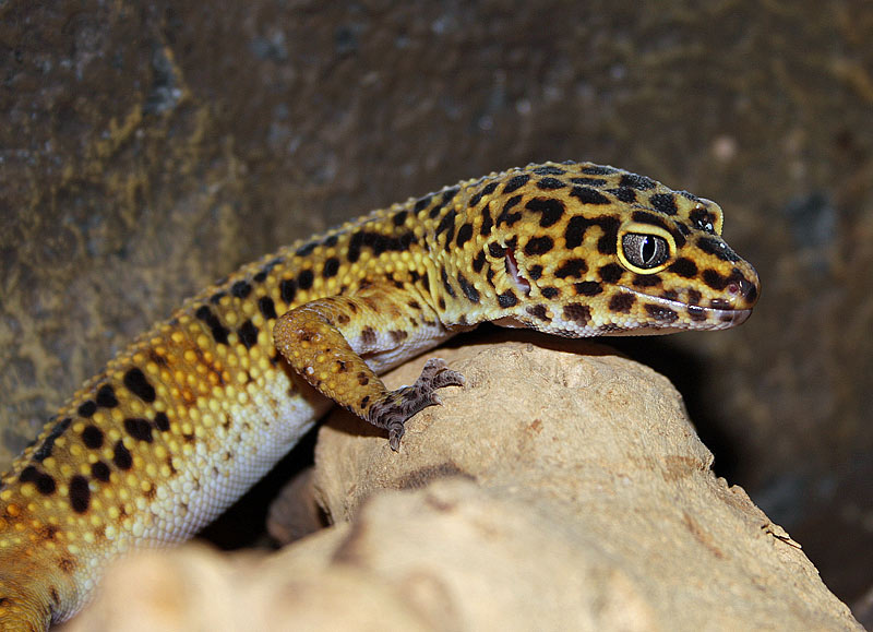 Gecko lopard, Eublepharis macularius