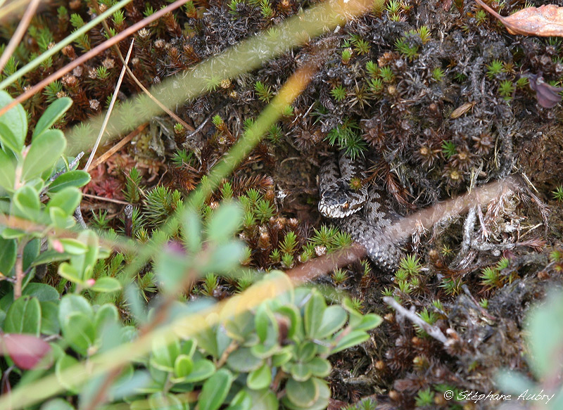 Vipre pliade, Vipera berus berus