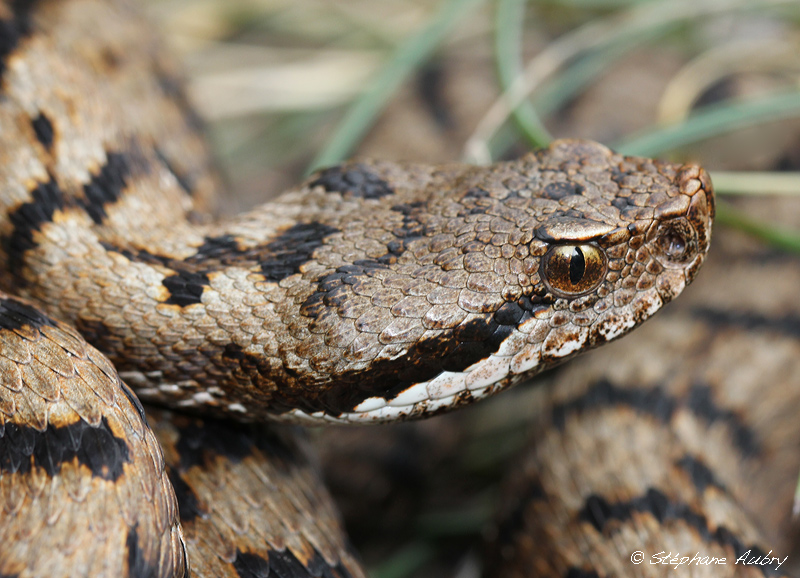 Vipre aspic, Vipera aspis aspis