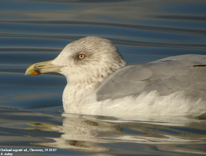 Goland argent, Larus argentatus