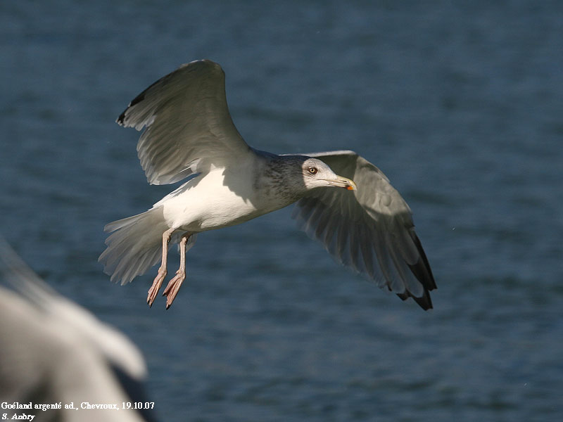 Goland argent, Larus argentatus