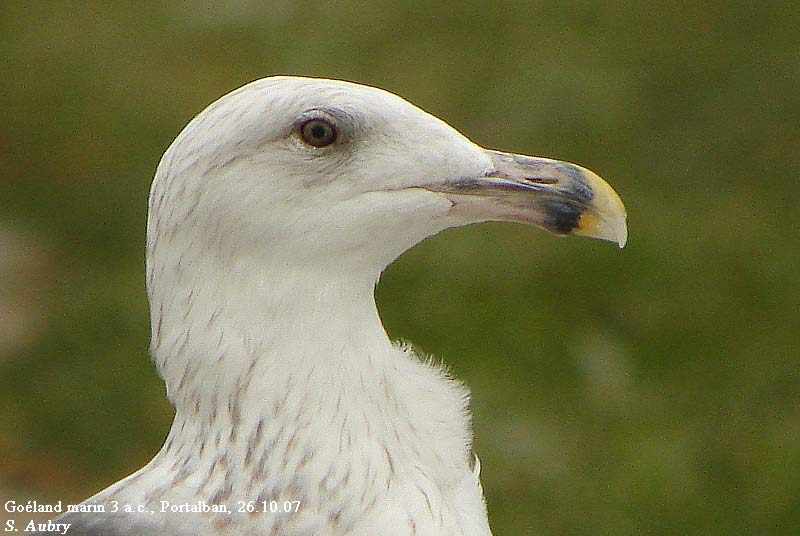Goland marin, Larus marinus