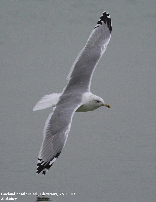 Goland pontique, Larus cachinnans