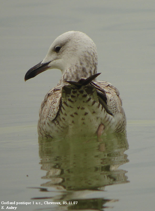 Goland pontique, Larus cachinnans