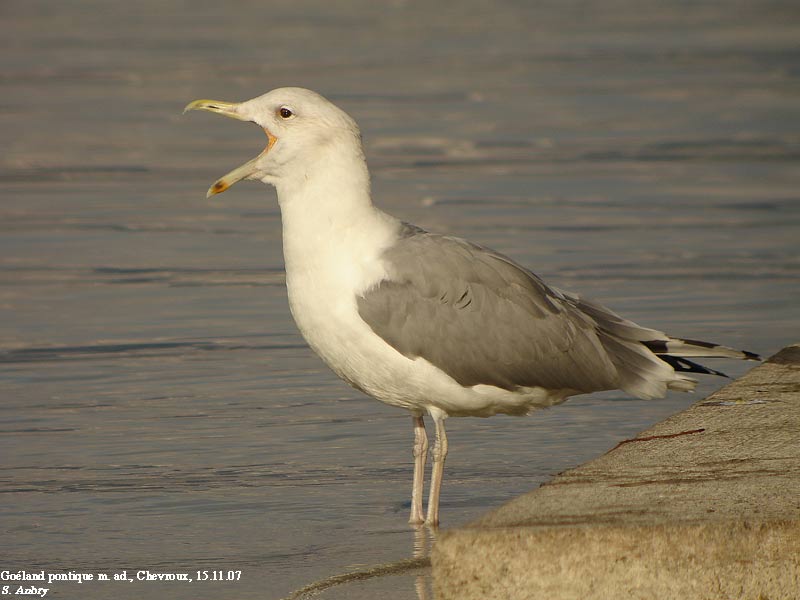 Goland pontique, Larus cachinnans