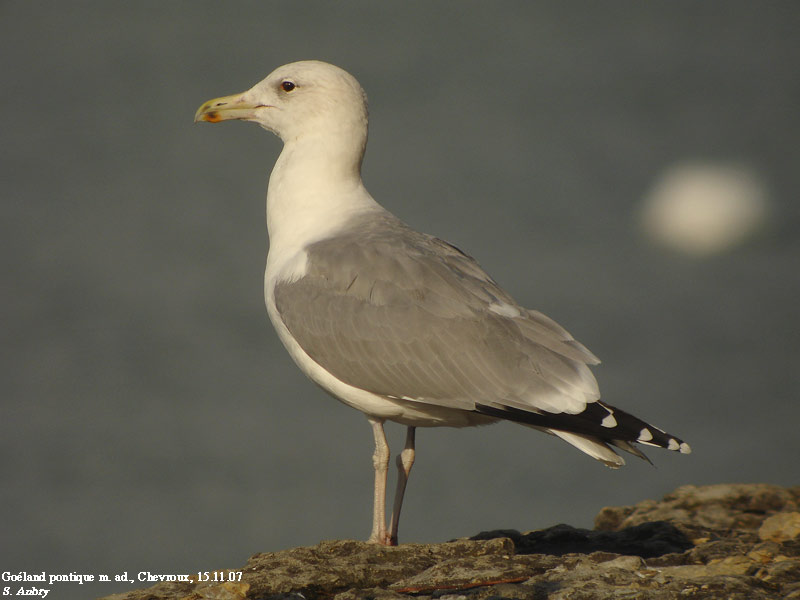 Goland pontique, Larus cachinnans