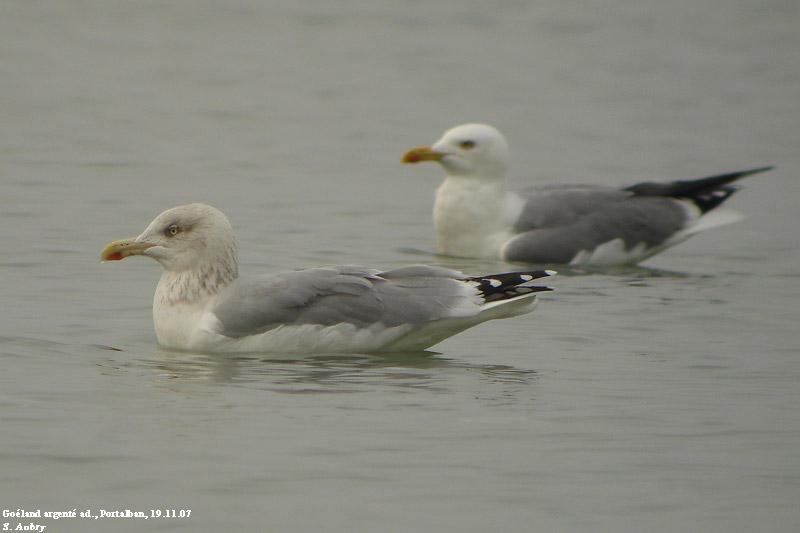 Goland argent, Larus argentatus