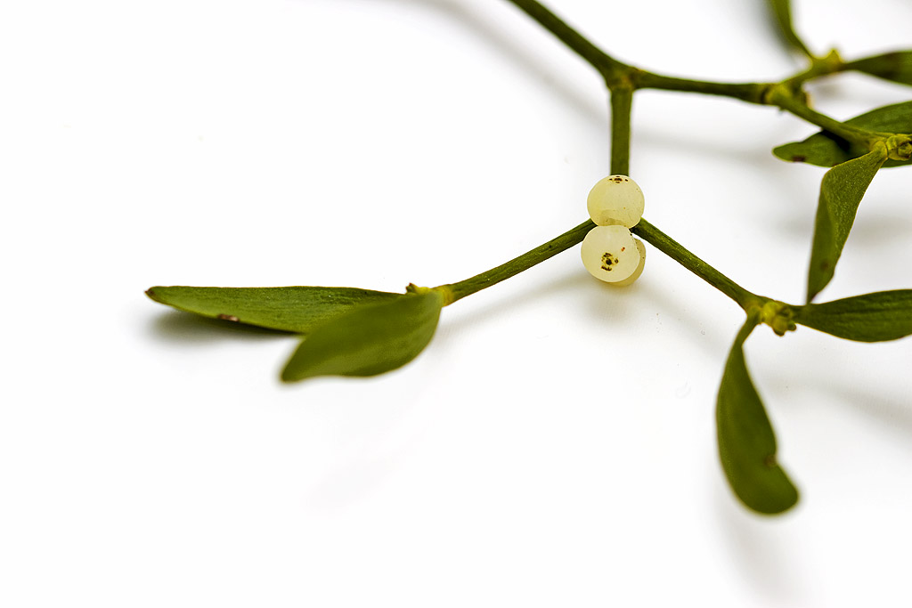 _MG_8908 mistletoe.jpg