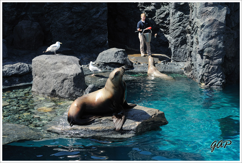 Sea Lions
