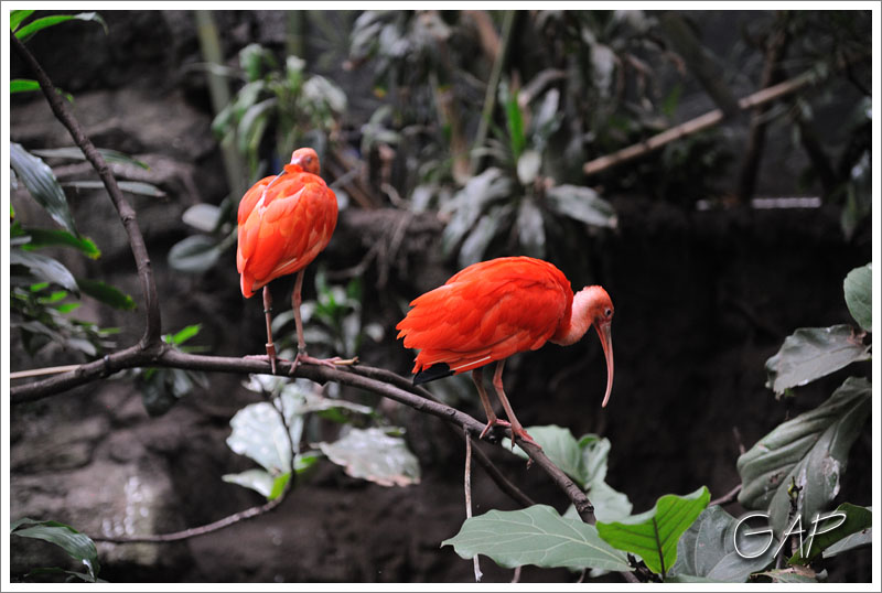 Scarlet Ibis