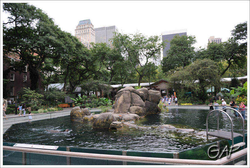 Sea Lion Pool