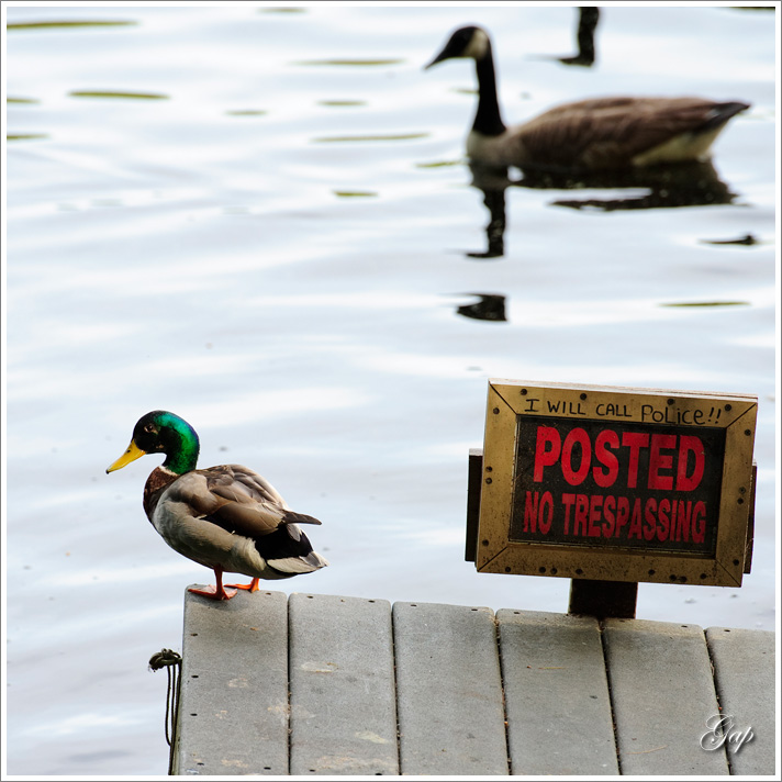 Hey, No trespassing