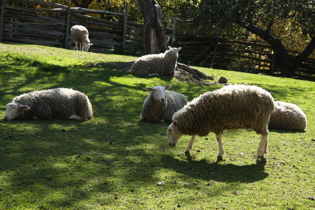 Leister Borders Sheep